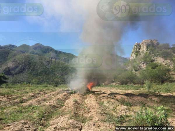 Destruyen casi 20 mil plantas de marihuana en Churumuco, Michoacán - Foto 0 