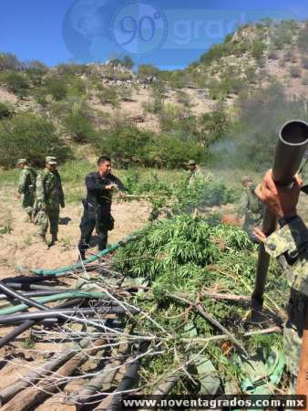 Destruyen casi 20 mil plantas de marihuana en Churumuco, Michoacán - Foto 1 