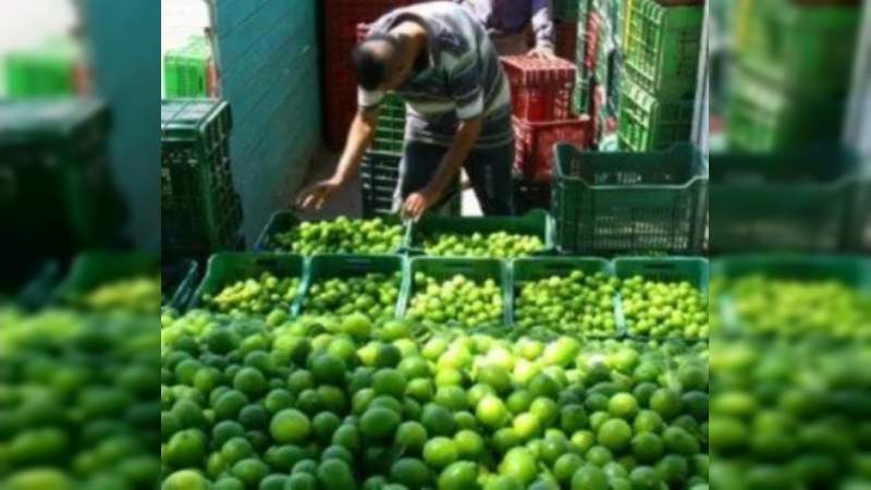 Limoneros michoacanos, obligados por el crimen organizado a venderles solo a ellos y por debajo del precio  