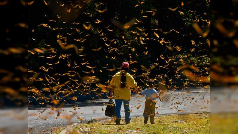 Con el Código de Turismo Responsable buscan preservar a la Mariposa Monarca 